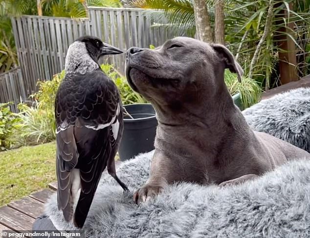 The move comes just months after Molly was reunited with Peggy (pictured) after the bird was removed by officials from the Queensland Department of Environment, Science and Innovation