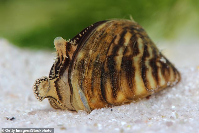 Zebra mussels filter-feed on plankton, depriving native fish of vital food sources, especially in slow-moving areas. They can also clog water systems, creating maintenance problems. (Pictured: Zebra mussel, Dreissena polymorpha, in a pond)