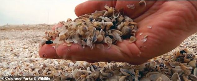 Zebra mussels are native to the Black Sea, Caspian Sea, and Azov Sea in Eastern Europe and were first discovered in the Great Lakes in Lake St. Clair in 1988. Since then, the invasive species has spread to 33 states in the United States.