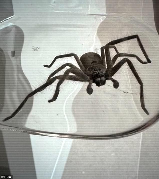 She came across more than one spider and even captured a huge hunting spider under a glass in their luxurious Sydney accommodation, where she paid $10,000 a night, before removing it from the mansion