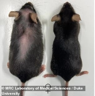 By inhibiting the production of a protein called IL-11, researchers found that mice showed fewer signs of aging