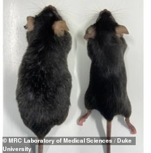 In just 25 weeks after treatment, the animals that received the treatment (right) had a lower risk of cancer, less gray hair, better vision and better muscle function compared to the animals that did not receive the treatment (left)