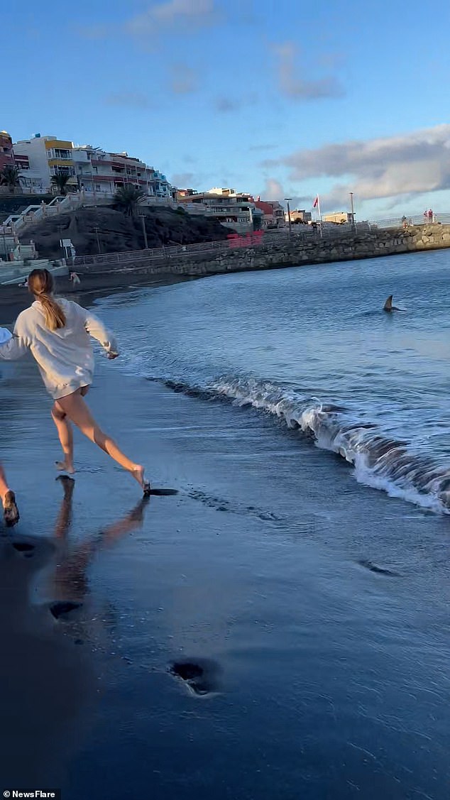 A young woman is seen running away from the approaching shark, which comes incredibly close to shore, her fin and tail clearly visible just metres from the sand.