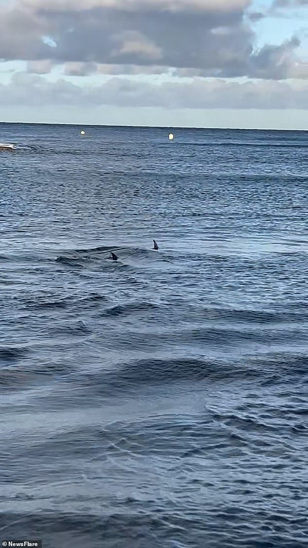 The incident occurred on Monday evening and highlights the increasing number of shark sightings on popular Spanish beaches this year