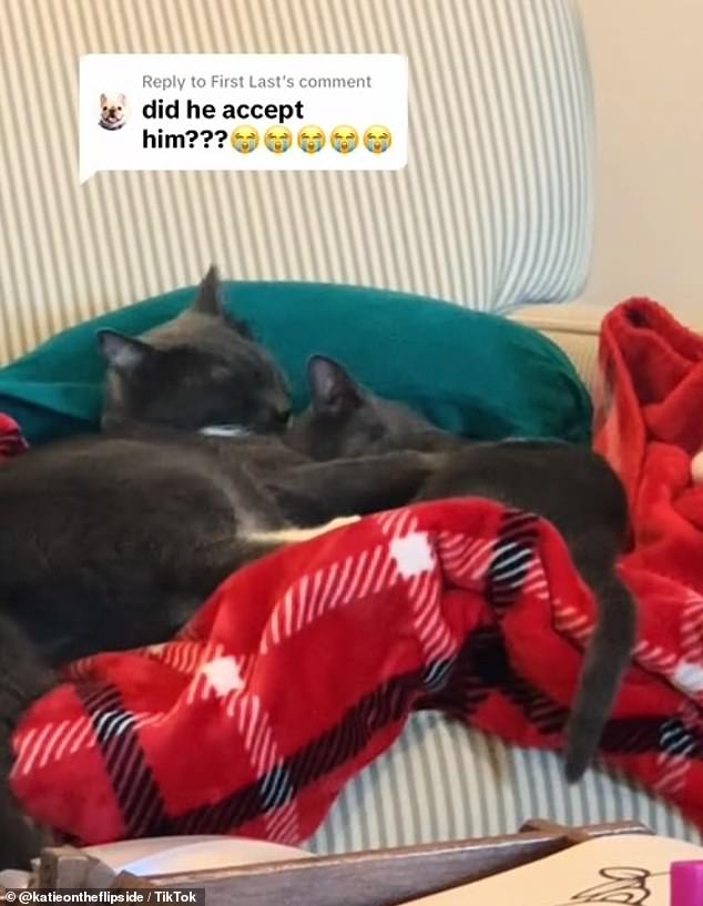 In an update, Katie shared a video showing how Asher and Waffles are 