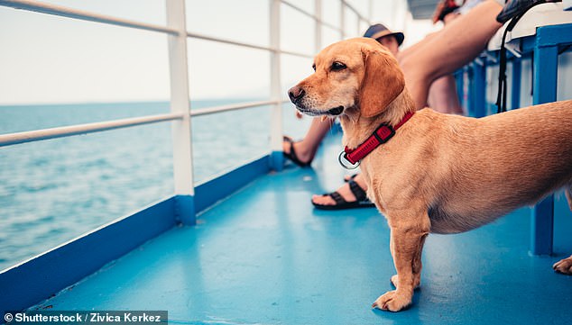 Will notes: 'Pets are not allowed on cruises due to allergy risk and the general health and safety concerns associated with allowing cats or dogs on board'