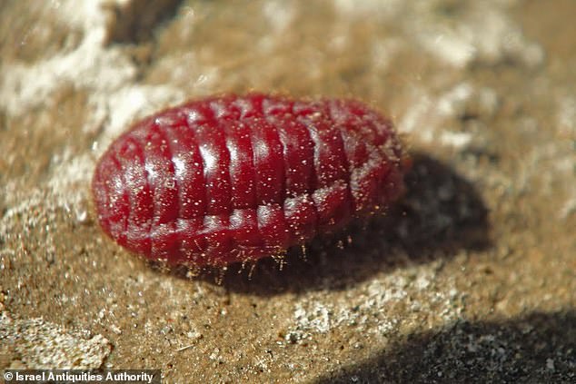 The 'scarlet worm' mentioned in the Bible is a scale insect that lives in oak trees, the most important species of the old world being Kermes. The females and their eggs produce carminic acid, which gives the dye its red color