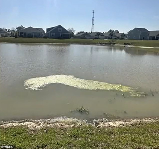 And the still water laps just a few feet from the homes on the estate in Santee, South Carolina