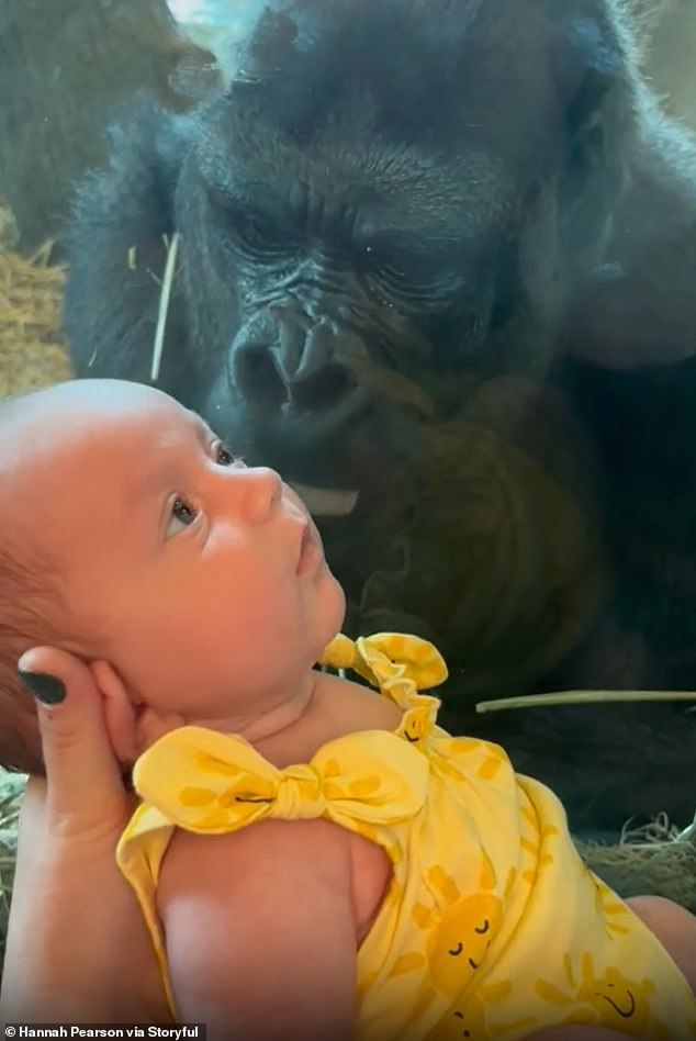 The gorilla was incredibly calm during the resurfaced video, and Noah didn't notice what the animal was trying to do