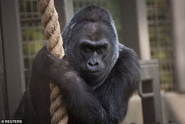 Colo, the first gorilla born in captivity, remained at the Columbus Zoo until she died in her sleep in 2017 at the age of 60