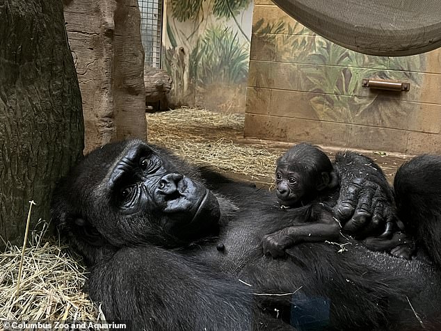 All gorillas at the Columbus Zoo are Western Lowland gorillas and are generally peaceful and shy unless they feel threatened.