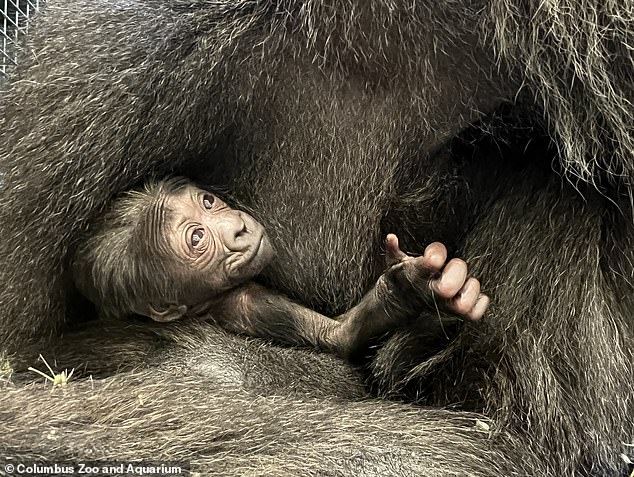 The zoo is home to several groups of gorillas and on June 29 the birth of a baby western lowland gorilla was celebrated