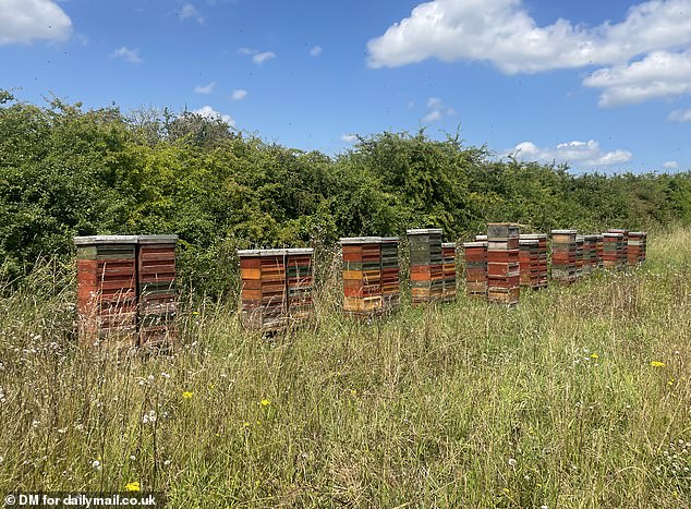 Local walkers have criticised the star for placing the beehives where he did, and several people have complained of being stung.