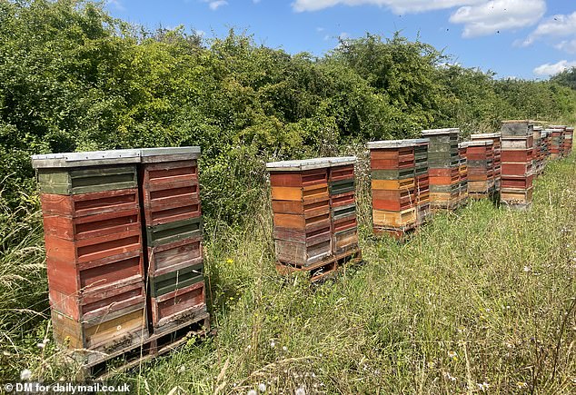 Clarkson has taken a leaf out of the book of his famous Cotswolds neighbour David Beckham, who used bees as a defence against prying eyes at the £12million mansion she shares with wife Victoria