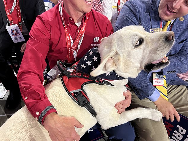 The owner of a Labrador service dog named Lambeau (pictured) said he takes an average of 250 photo ops per day