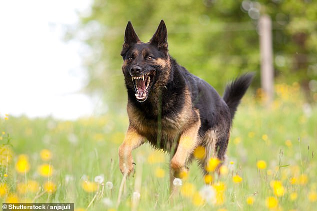 An aggressive dog (stock photo). Mrs Bound said the 'wolf-like shepherd' jumped a fence before cornering Mrs Bound in a doorway