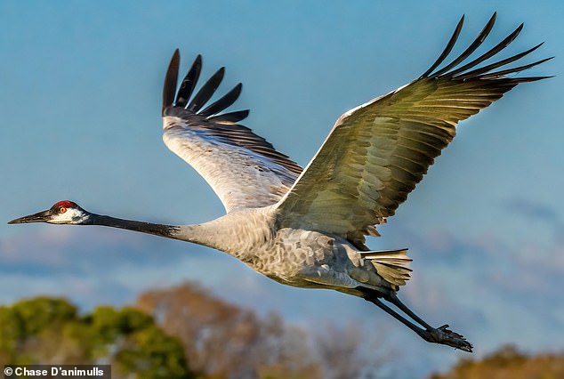 Dr Jason Gilchrist, an ecologist at Edinburgh Napier University, believes Mothman 'witnesses' may have seen a crane – a large bird found across North America with red markings around its eyes (pictured)