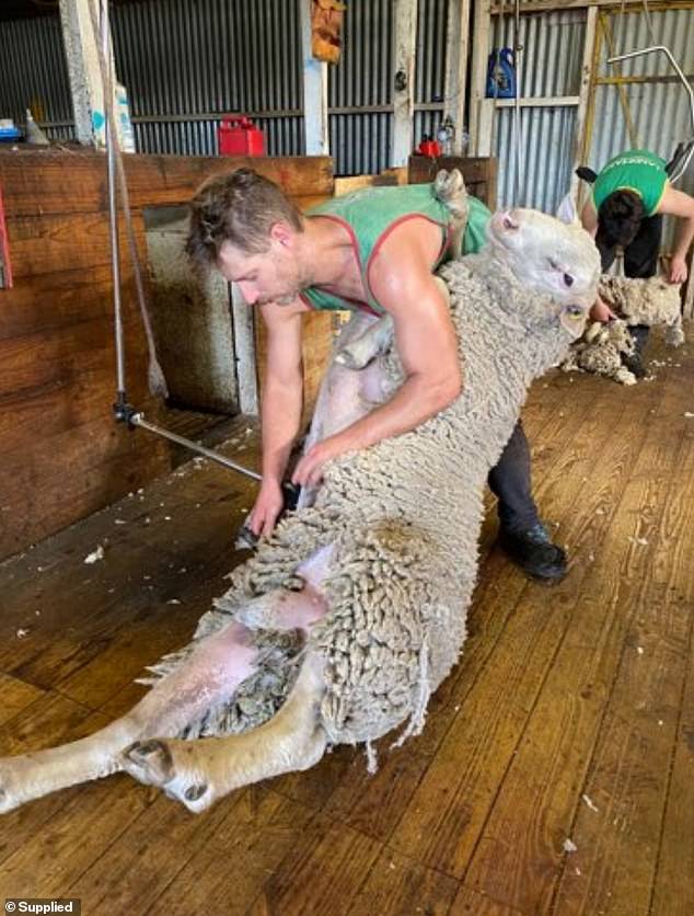 Mr Hancock (pictured) was a country boy who worked as a sheep shearer and dreamed of buying a small house in the bush for his family