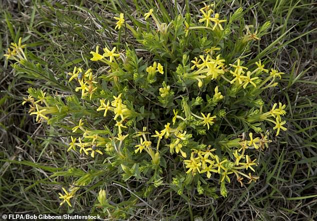 Botanists have also renamed the poisonous bush flower from Gnidia caffra to Gnidia affra