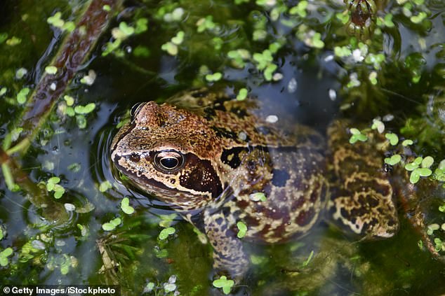 Attracting predators such as hedgehogs and frogs can protect your garden from pesky slugs