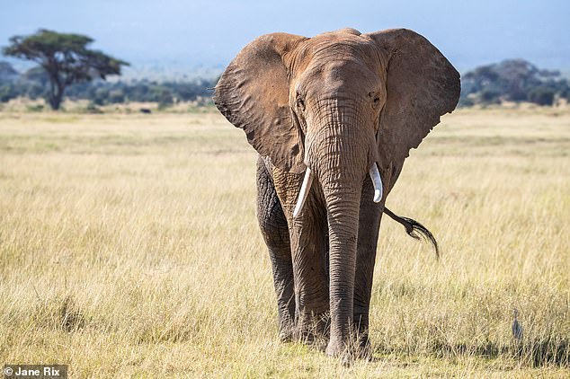 African forest elephant males (pictured) leave the herd when they reach maturity - around 10 to 19 years of age - and as adults they usually live alone or in small 'bachelor' groups