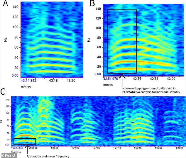 Three spectrograms showing coordinated departure rumble vocalizations by three different male elephants. A spectrogram is a graph that shows the strength of a signal over time for a given frequency range