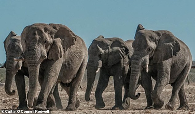 Male elephants, typically thought of as having loose social ties, use such advanced vocal coordination to trigger action