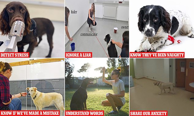 As dogs have evolved alongside humans, they have developed several incredible skills to communicate with and understand what their human partners are doing, including detecting our emotions