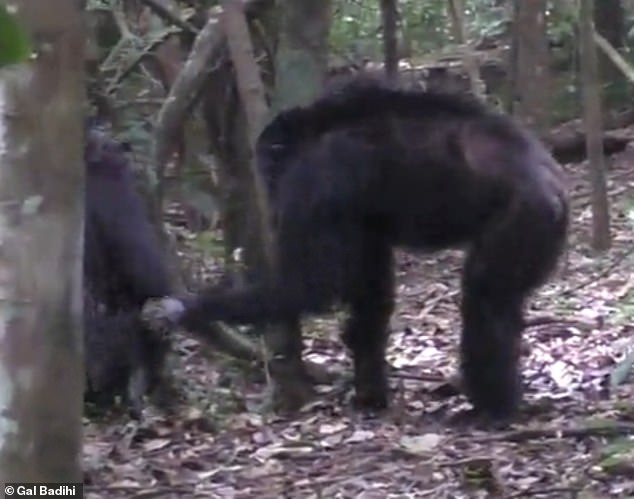 Examples of this are chimpanzees that exchange gestures after a conflict, where one reaches out to the other and the hand is tapped in response.