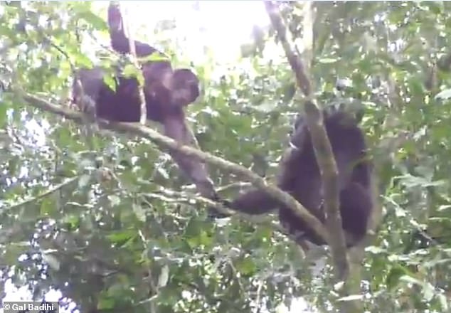 In another recorded interaction, chimpanzees exchanged reassuring gestures while traveling in a large group