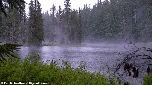 Electrician Kelly Stolp, 45, has been searching for a Sasquatch since hearing one scream four summers ago in the Gifford Pinchot National Forest (pictured), Washington