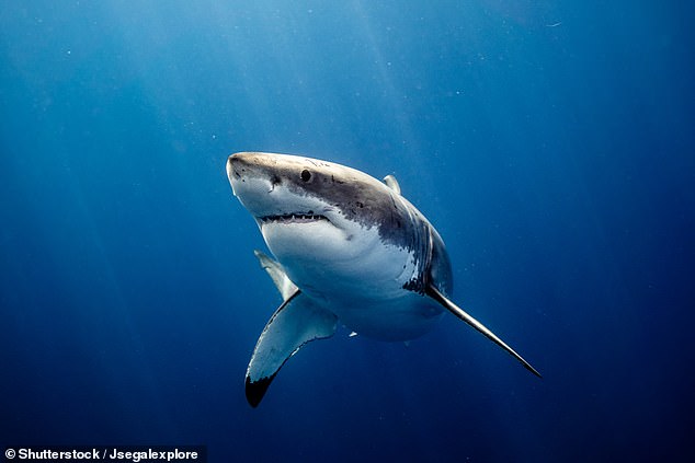 Port Macquarie ALS Lifesavers responded to a serious shark attack on Tuesday morning