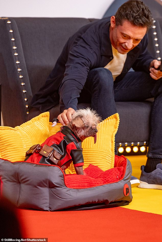 Hugh Jackman pets Peggy, aka Dogpool, during the UK press event for the Marvel film