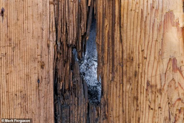 The musket ball went through the wainscoting, making a crater in the plaster and stone behind it