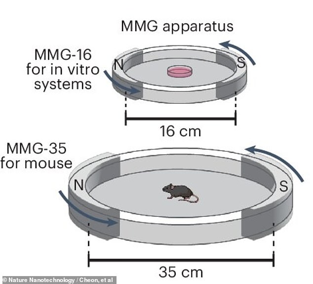 Dr. Cheon Jinwoo, director of the IBS Center for Nanomedicine in South Korea, said he expects the new hardware to be used for various healthcare applications where it is desperately needed. Above, a diagram of the magnetic device in which the study's lab mice were remotely controlled