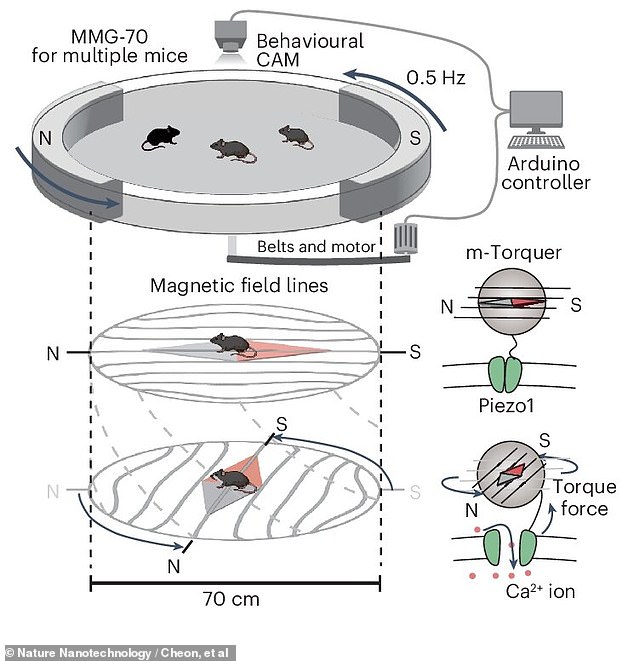 In the group's test of maternal instincts, magnetic stimulation of certain female lab rats encouraged them to find and retrieve their lost rat 