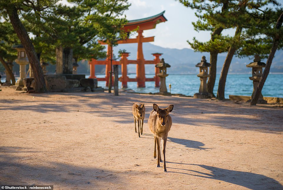 A tourist describes Miyajima Island as 'one of the most magical places I've ever been'