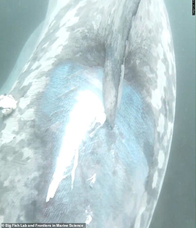 The basking shark was fitted with a 'shark Fitbit' just six hours before it was struck by a boat while swimming through the Marine National Park off the coast of County Kerry