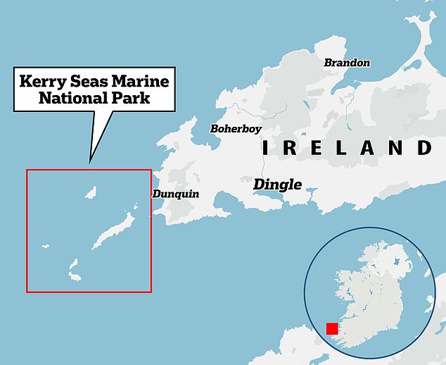 The shark was struck by a passing boat, despite being in Ireland's first ever Marine National Park, an area off the coast of County Kerry known as a location where basking sharks congregate to feed and possibly breed.