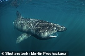 1721812806 493 Shocking moment endangered basking shark is hit by boat in