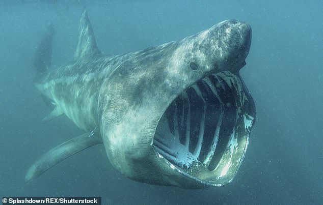 Basking sharks are listed as endangered on the IUCN Red List and have been officially protected since 2020. However, scientists are calling for legal guidelines to regulate the use of boats in areas where they gather.