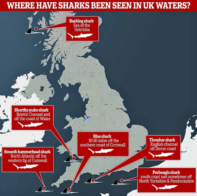 There are around 40 species of sharks found in UK waters, 21 of which live in our seas all year round