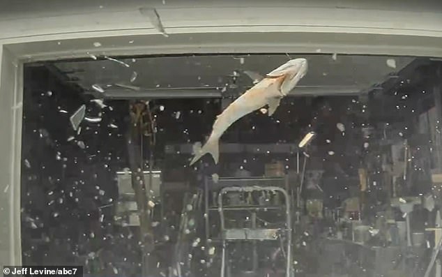 Cynthia and Jeff Levine shared security footage showing a fish being thrown from the air and hitting the windshield of their Tesla, which was parked in their driveway.