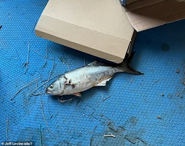 The photo shows the fish that fell on the couple's windshield