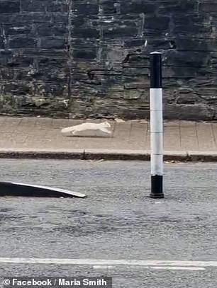 Maria Smith was able to snap a photo of the elusive rodent when she spotted it outside the city library last weekend