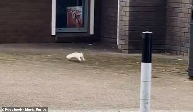 The red-eyed squirrel is thought to be albino - a condition caused by a genetic mutation that results in a complete lack of pigment