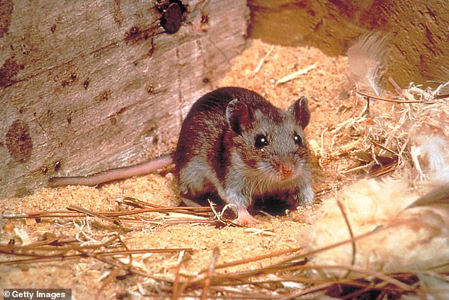 Hantavirus is carried by rodents such as the deer mouse (pictured). It does not cause symptoms in them, but can be spread through their urine or saliva.