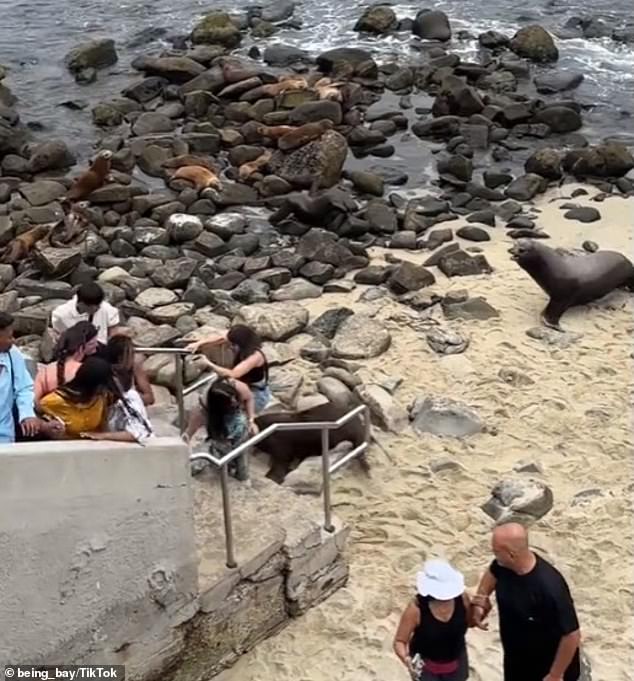 From late June to early August, the mammals breed on the California coast. (pictured: one of the sea lions runs to nearby rocks as people flee the area)