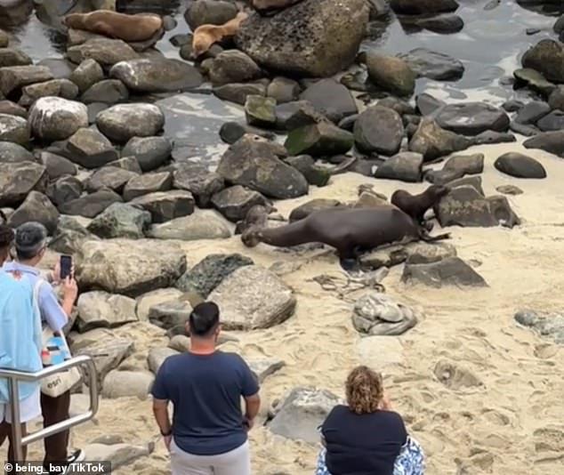 Robyn Davidoff of the Sierra Club Seal Society said the many sea lions are quite a spectacle on the beaches in the summer