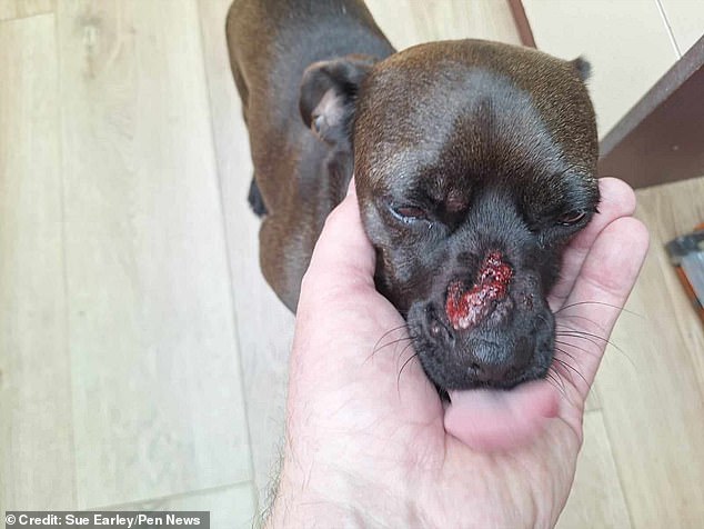 In Fordingbridge, Hampshire, it left a Chihuahua-pug cross, Peanut, with 'oozing blisters that looked red and painful', according to owner Sue Earley